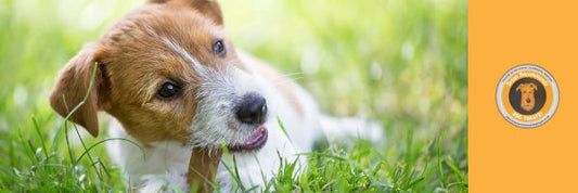 A Simple Cooling Treat for Dogs This Summer