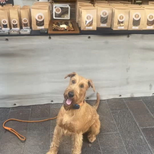 How Treats Strengthen Your Bond with Your Dog