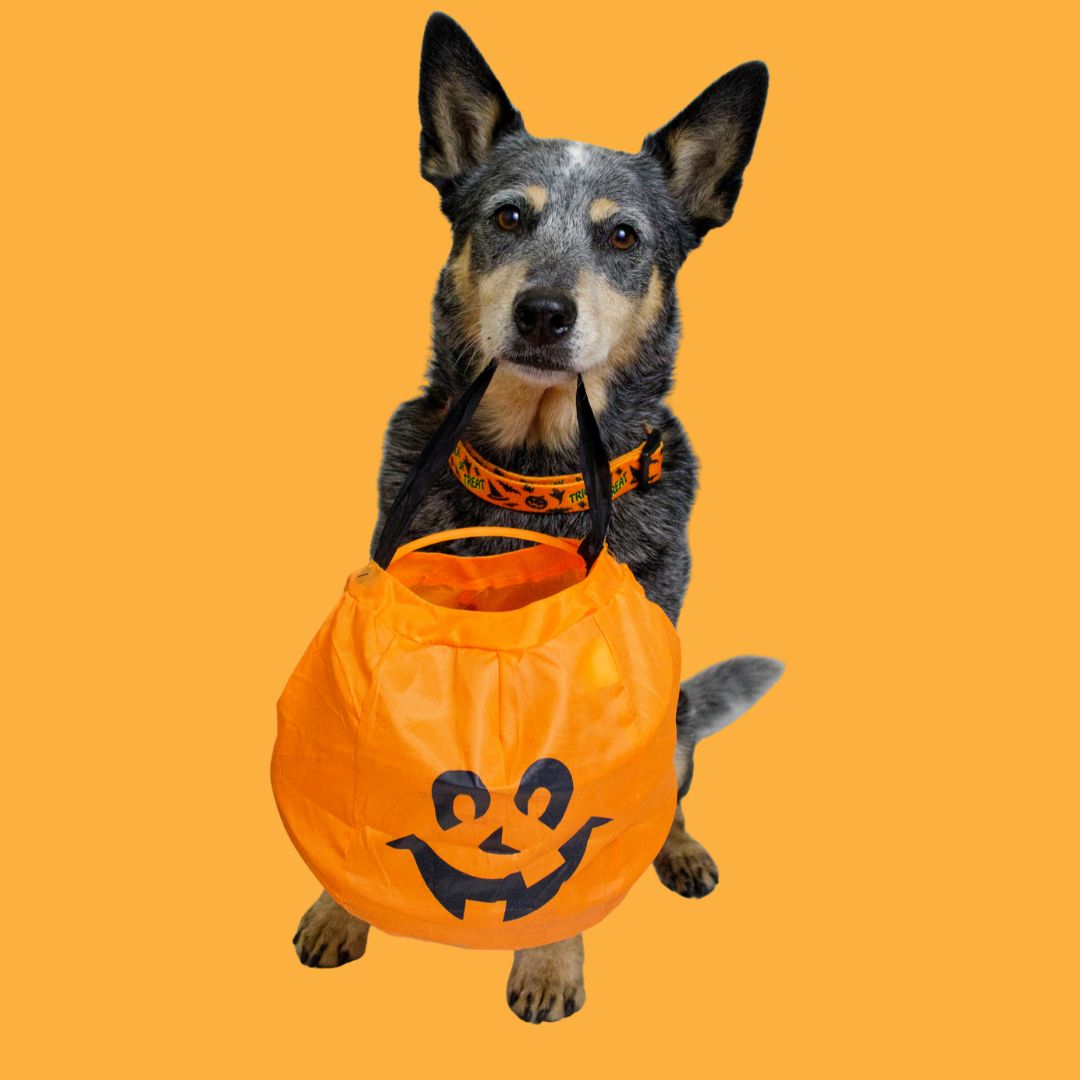 Dog-Safe Halloween Treats