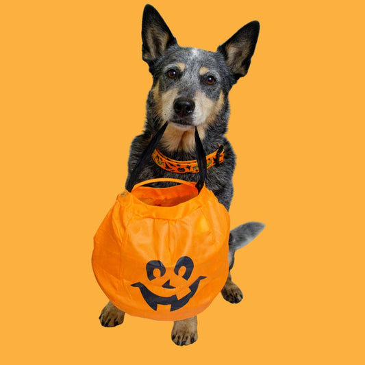 Dog-Safe Halloween Treats